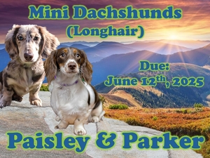 Longhair Mini Dachshunds (Paisley x Parker)
